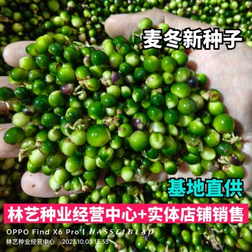 新采麦冬草种子庭院路边绿化草坪种子矮麦冬草工程草籽