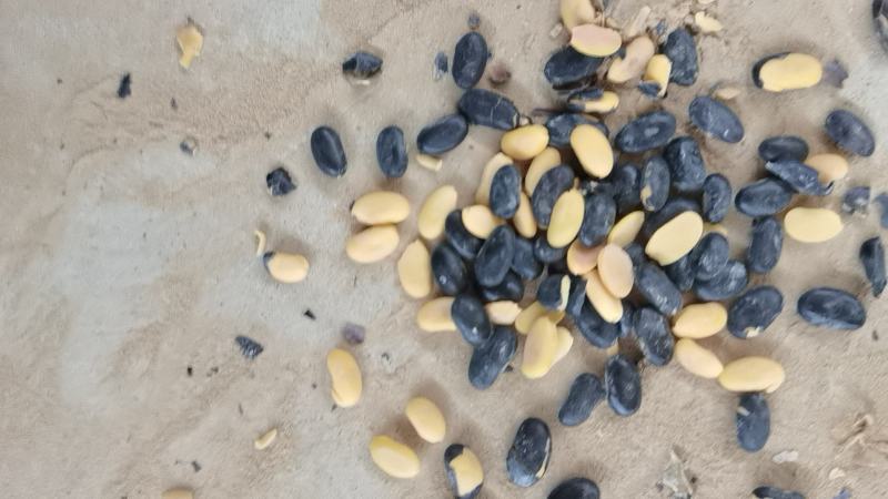 甘肃庆阳环县精品扁黑豆自家种植保质保量可视频产地看