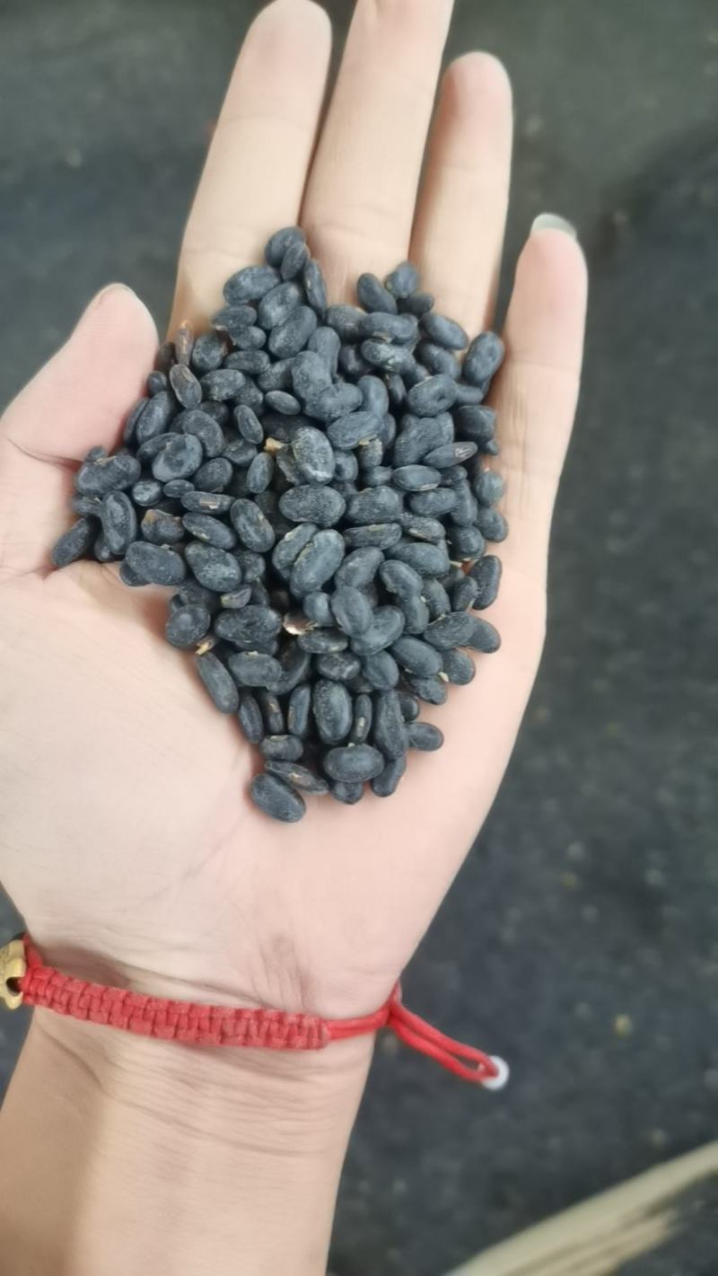 甘肃庆阳环县精品扁黑豆自家种植保质保量可视频产地看