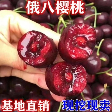 【特大果】车厘子大樱桃树苗俄罗斯八号美早大红灯