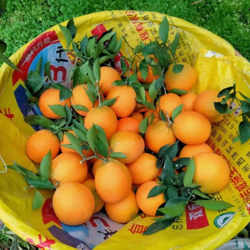 《精品》脐橙湖北精品纽荷尔脐橙大量上市货源充足