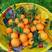 《精品》脐橙湖北精品纽荷尔脐橙大量上市货源充足