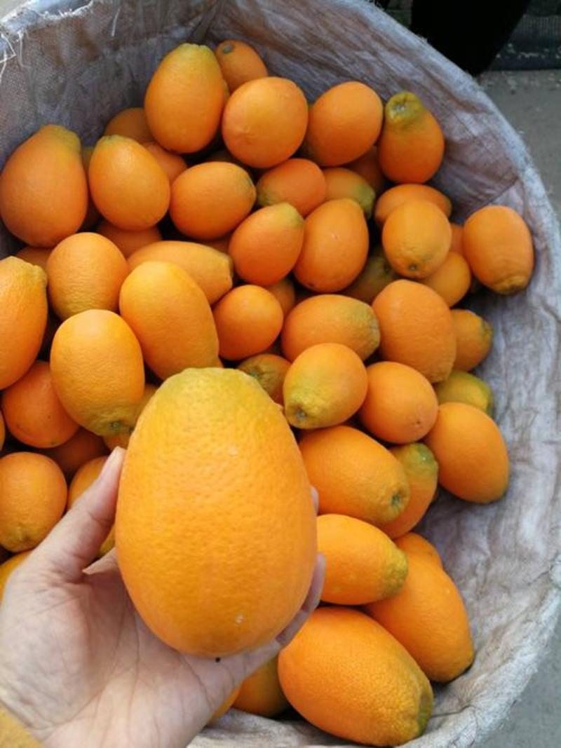 《精品》湖北精品长虹脐橙大量上市产地直供量大从优