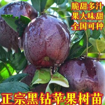 正宗黑钻苹果树苗盆栽地栽耐寒冰糖心苹果南北方四季种植当年