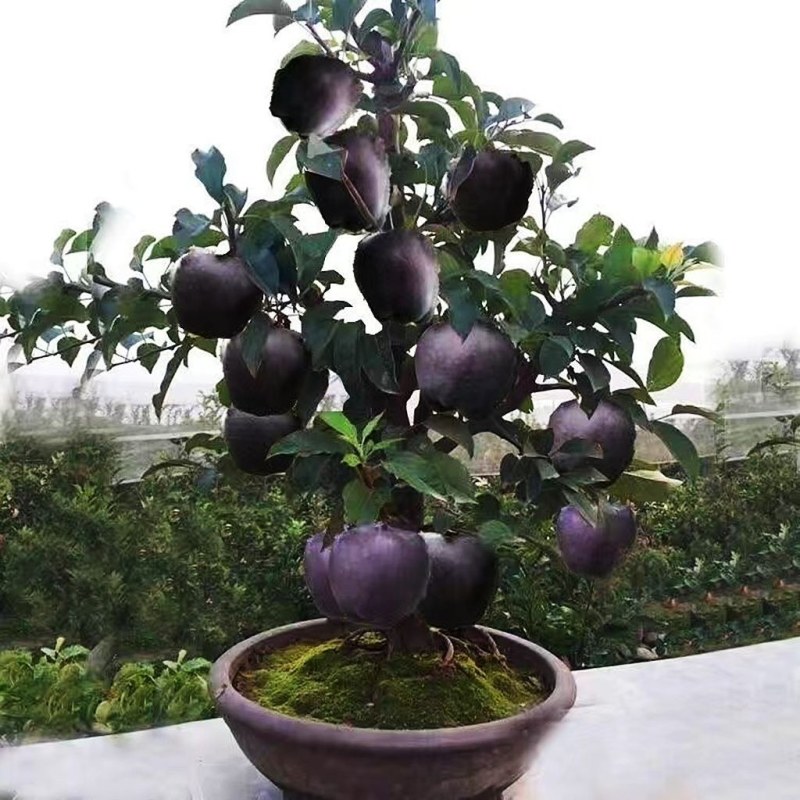 正宗黑钻苹果树苗盆栽地栽耐寒冰糖心苹果南北方四季种植当年