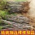 正宗黑钻苹果树苗盆栽地栽耐寒冰糖心苹果南北方四季种植当年