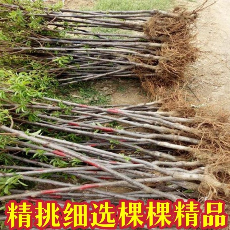 正宗黑钻苹果树苗盆栽地栽耐寒冰糖心苹果南北方四季种植当年