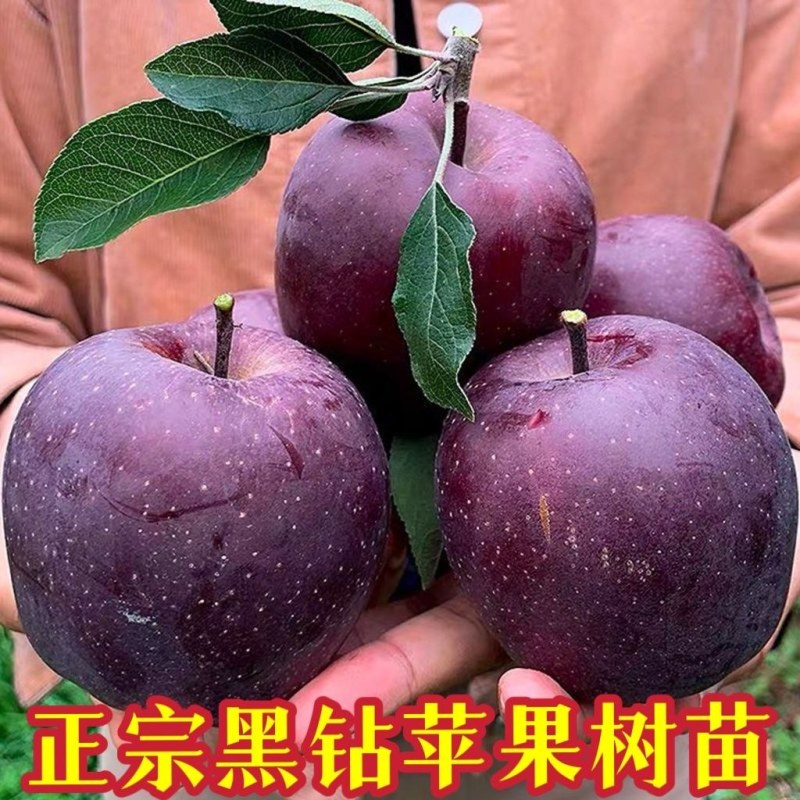 正宗黑钻苹果树苗盆栽地栽耐寒冰糖心苹果南北方四季种植当年