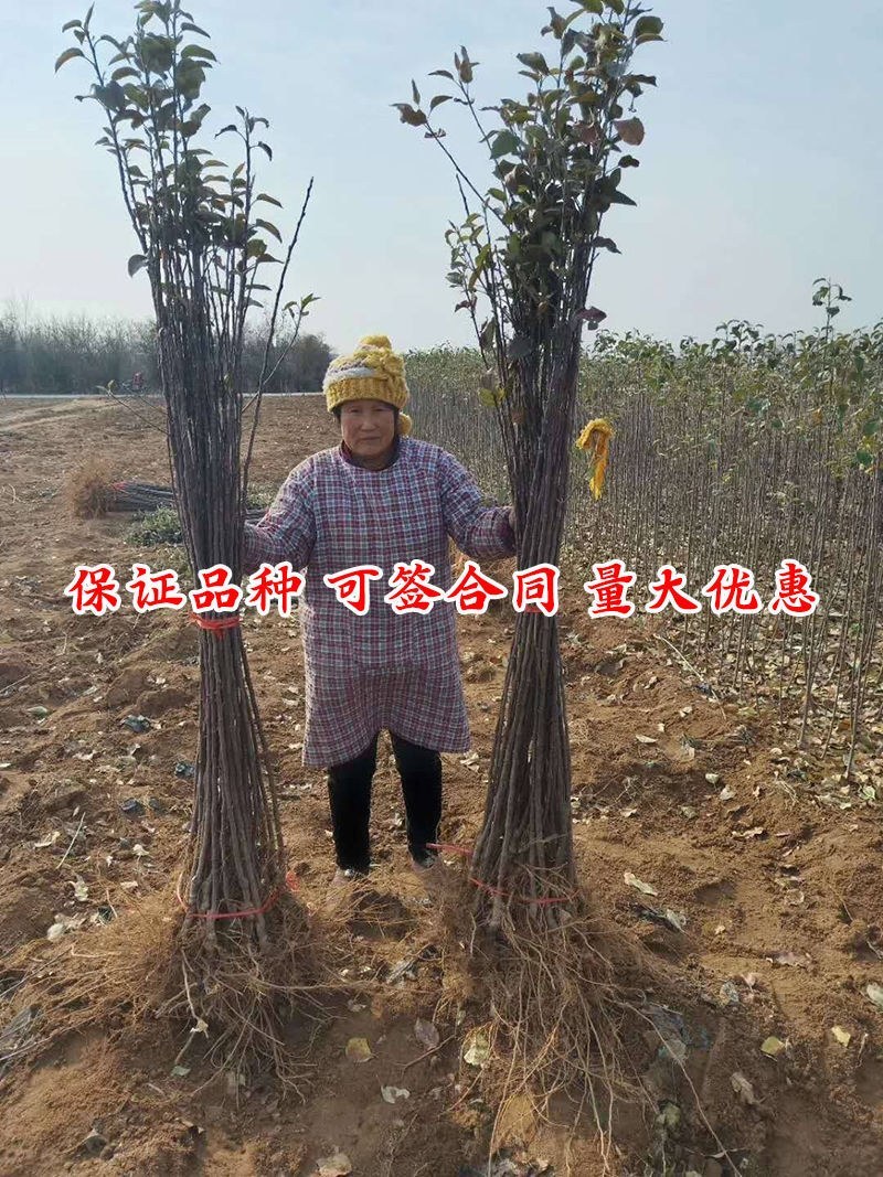 正宗黑钻苹果树苗盆栽地栽耐寒冰糖心苹果南北方四季种植当年