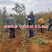 正宗黑钻苹果树苗盆栽地栽耐寒冰糖心苹果南北方四季种植当年
