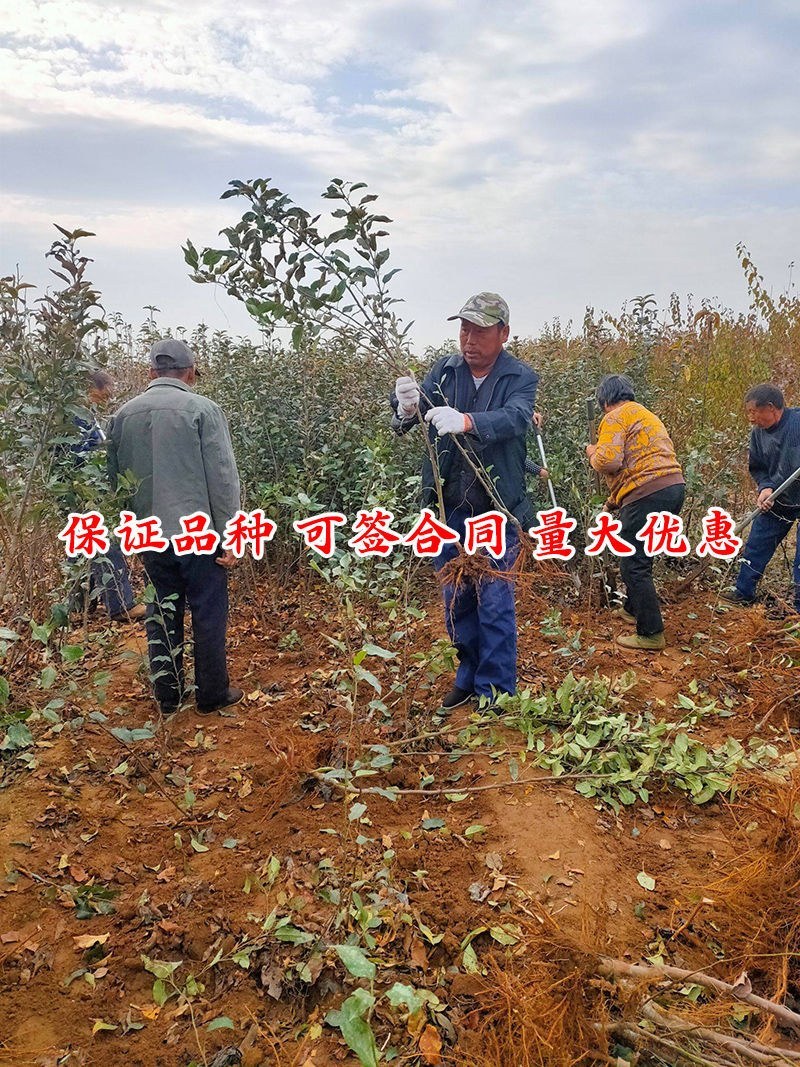 正宗黑钻苹果树苗盆栽地栽耐寒冰糖心苹果南北方四季种植当年
