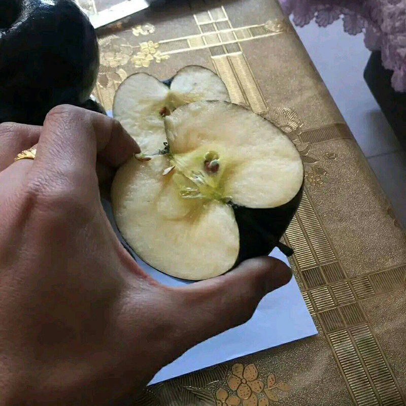 正宗黑钻苹果树苗盆栽地栽耐寒冰糖心苹果南北方四季种植当年