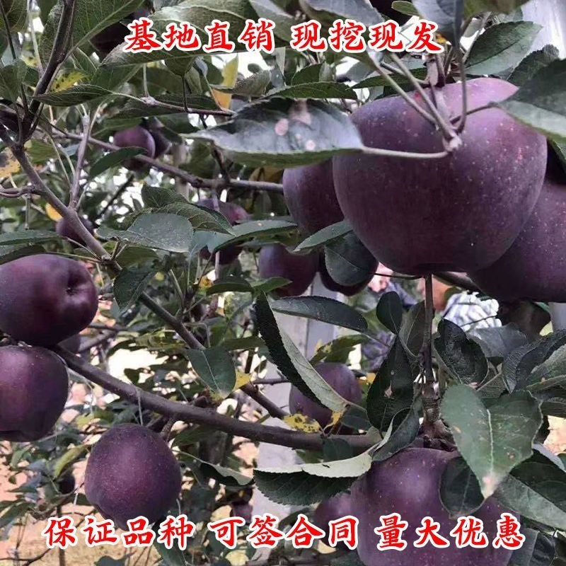 正宗黑钻苹果树苗盆栽地栽耐寒冰糖心苹果南北方四季种植当年
