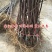 正宗黑钻苹果树苗盆栽地栽耐寒冰糖心苹果南北方四季种植当年