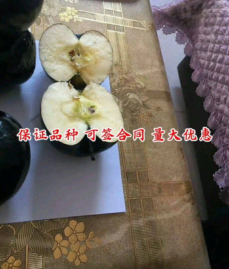正宗黑钻苹果树苗盆栽地栽耐寒冰糖心苹果南北方四季种植当年