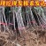正宗黑钻苹果树苗盆栽地栽耐寒冰糖心苹果南北方四季种植当年