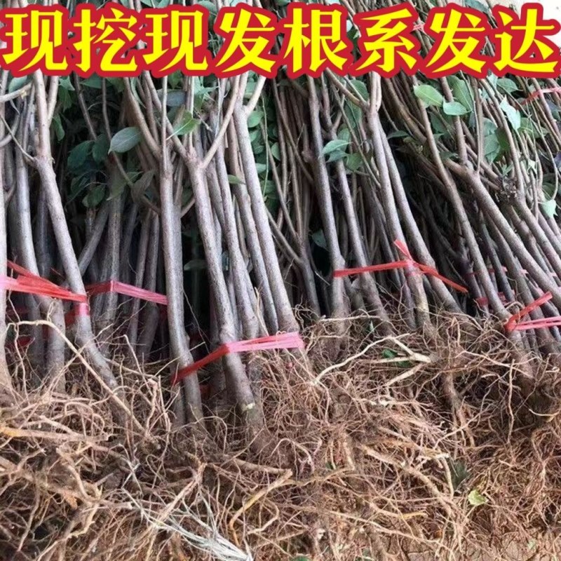 正宗黑钻苹果树苗盆栽地栽耐寒冰糖心苹果南北方四季种植当年