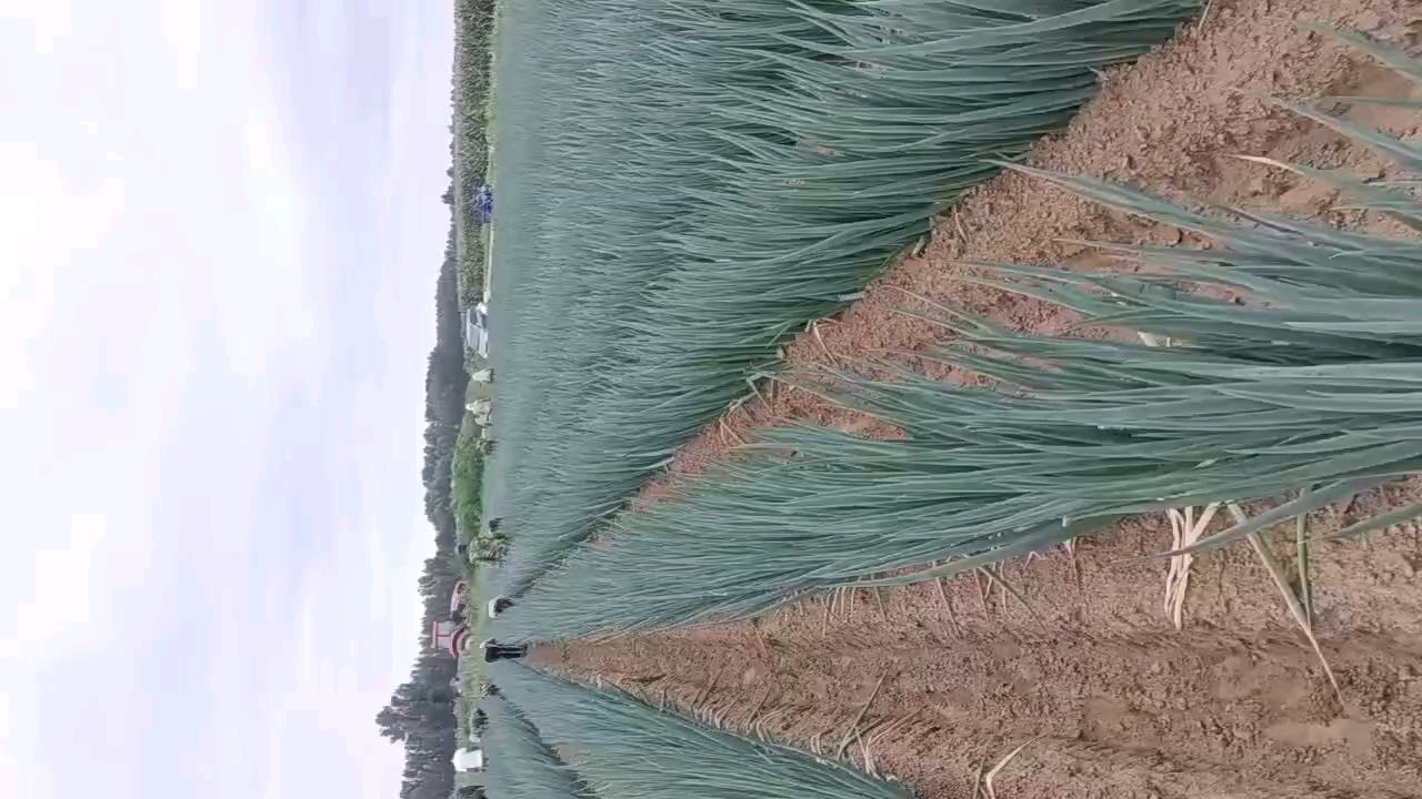 四川省凉山彝族自治州德昌县某现代农业园区内,农户正在采收凉山大葱,葱株排列整齐,葱白部分乳白泛青,叶片翠绿有光泽,背景可见高原山地地貌与梯田式种植布局,田间设有喷灌系统 凉山大葱种植基地实景