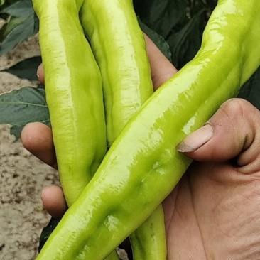鹿邑自己种植黄皮泡椒，金富175，黑线椒