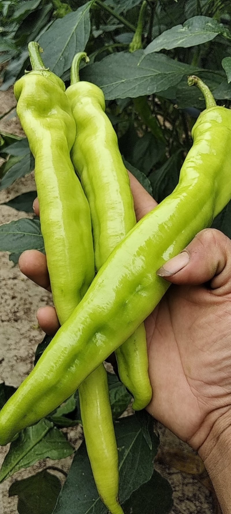 鹿邑自己种植黄皮泡椒，金富175，黑线椒