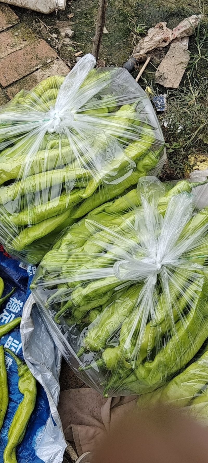 鹿邑自己种植黄皮泡椒，金富175，黑线椒