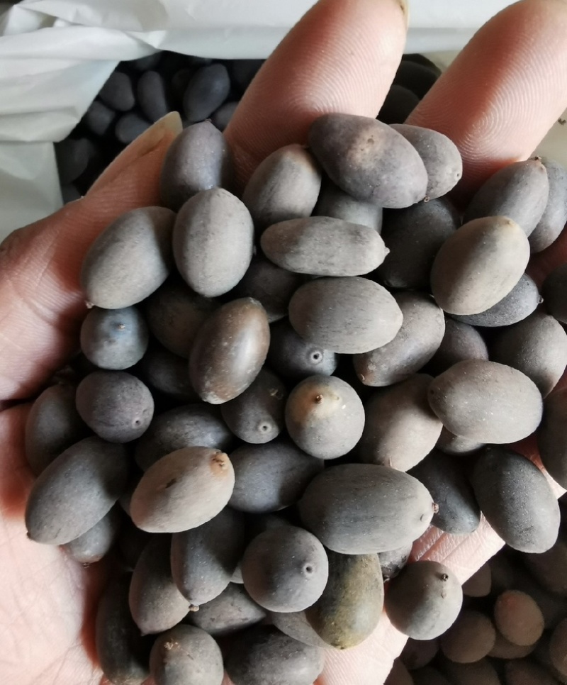 石莲子统货产地湖南振兴药材批发量大从优