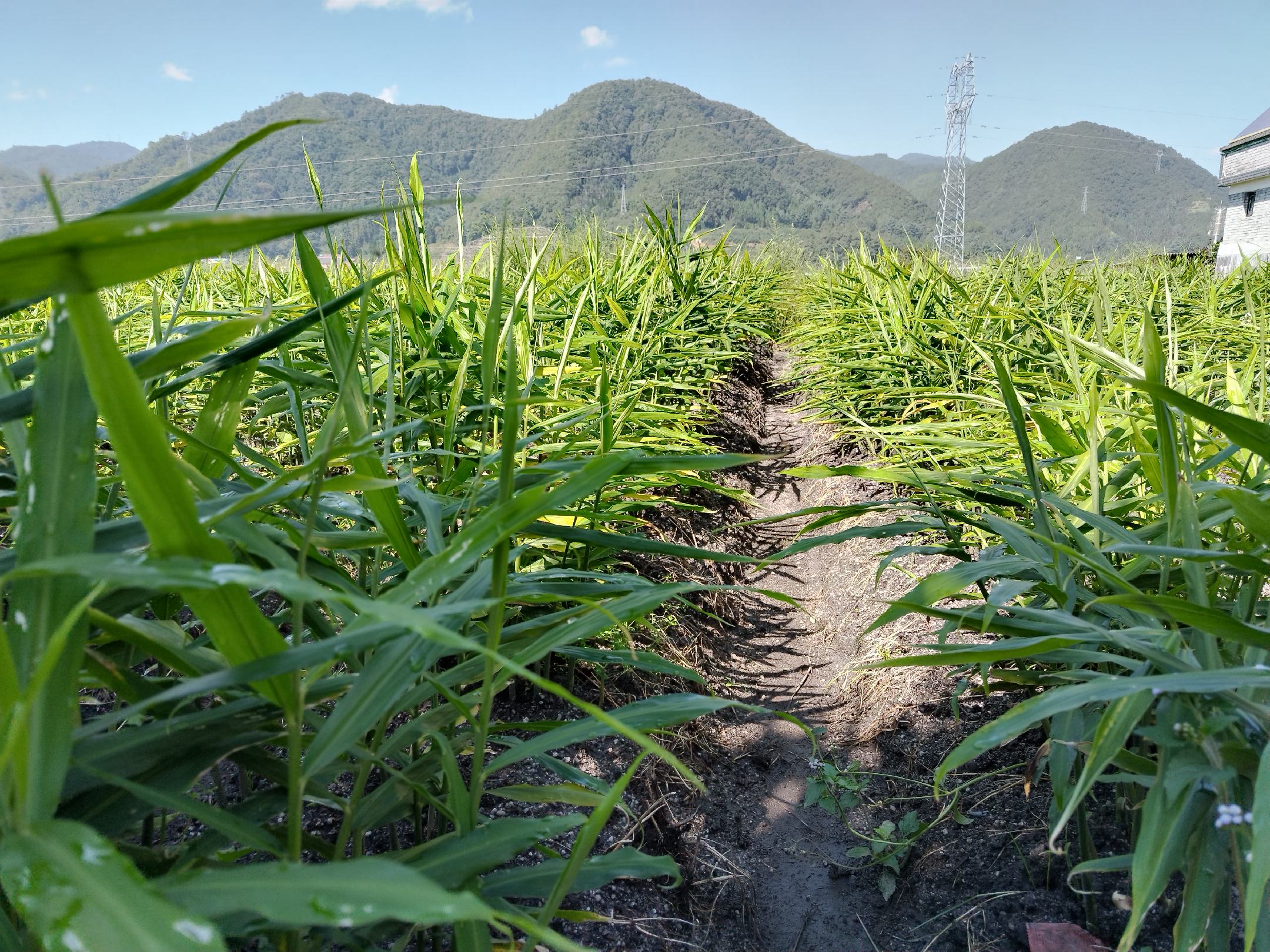 白茶姜植株与嫩芽特写