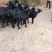 正宗本地黑山羊高山散养肉质鲜嫩，有想要的客户抓紧联系
