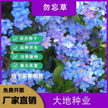 勿忘草种子，蓝色粉色勿忘草花卉种子多年生勿忘草盆栽耐寒