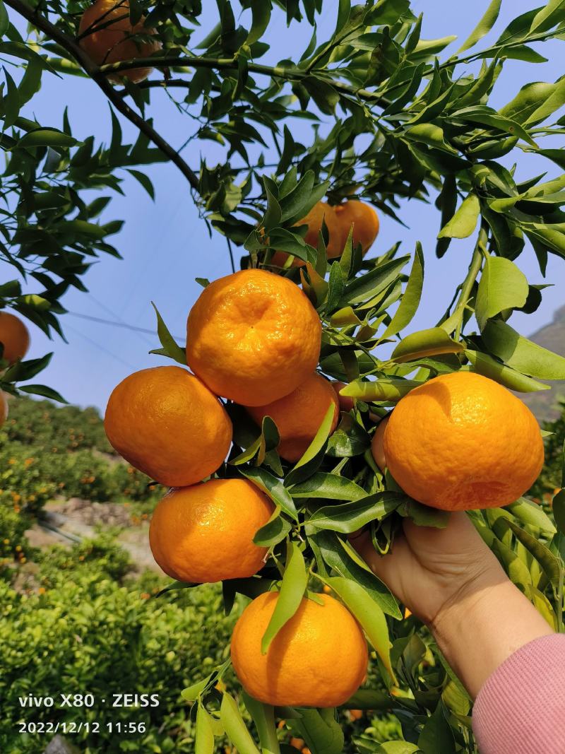 椪柑芦柑产地直发货源充足稳定一手货源量大从优