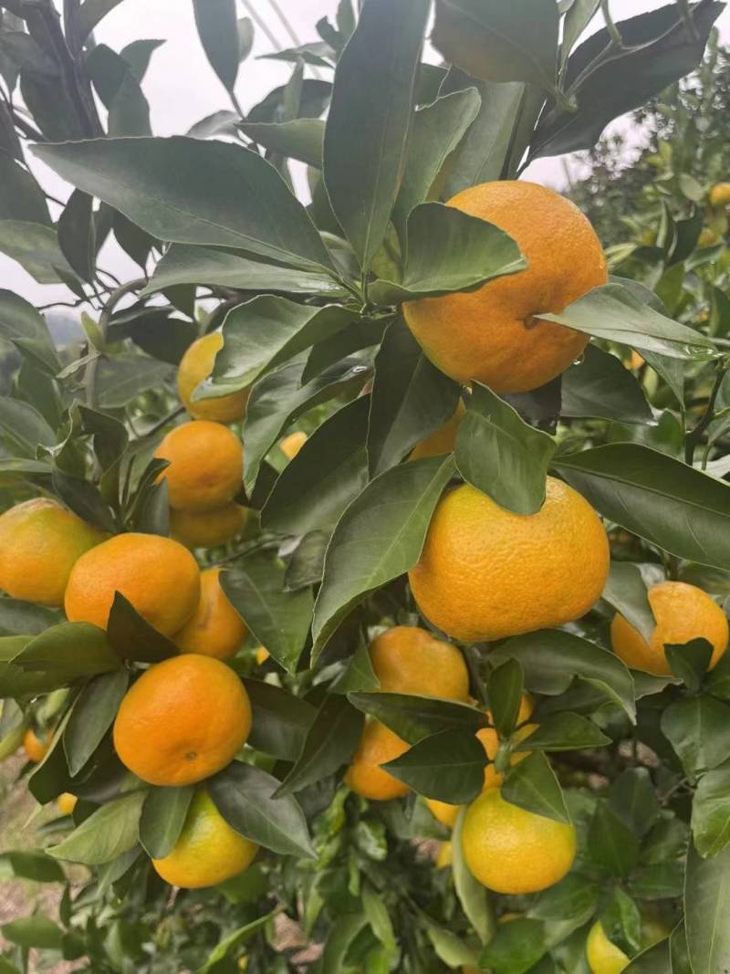 【现货速发】湖北高山蜜橘大量上市一手货源诚信经营实力代办