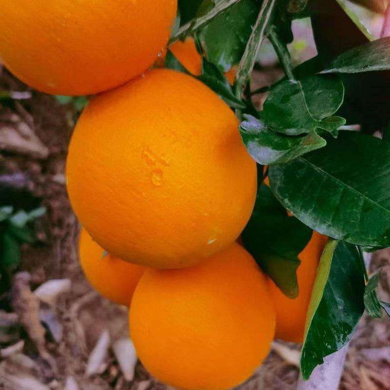湖北纽荷尔橙子圆红脐橙一手货源可地头装货产地直发