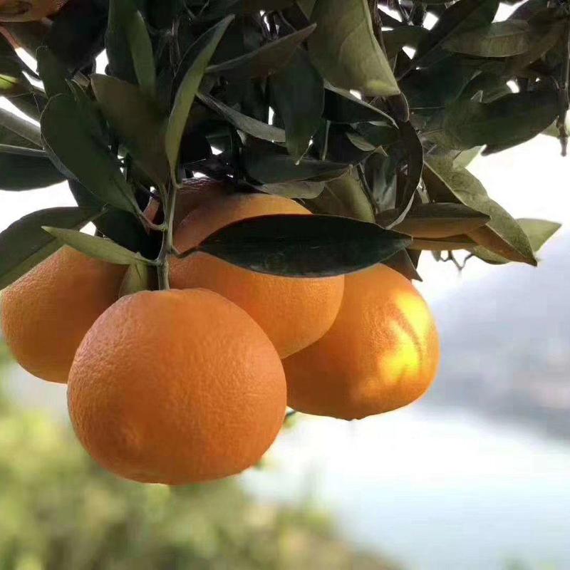 湖北纽荷尔橙子圆红脐橙一手货源可地头装货产地直发
