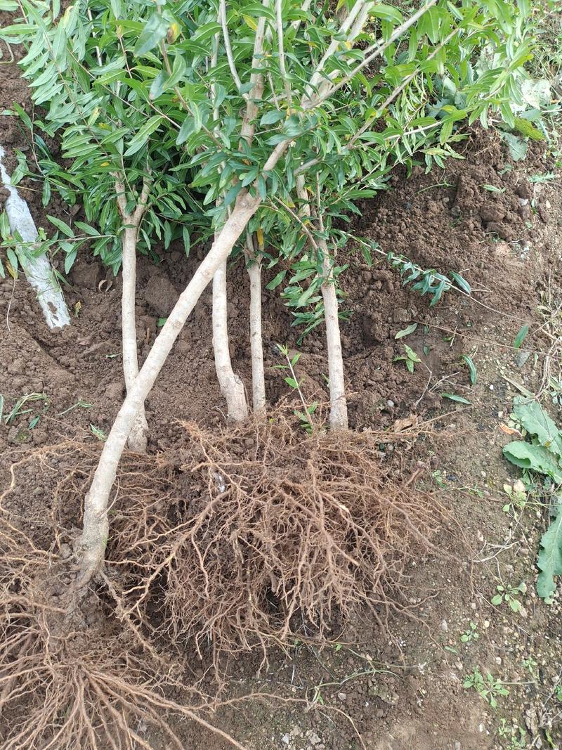 突尼斯软籽石榴苗当年挂果蒙阳红黑籽石榴苗现挖产量高
