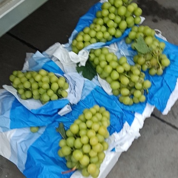 青提红提