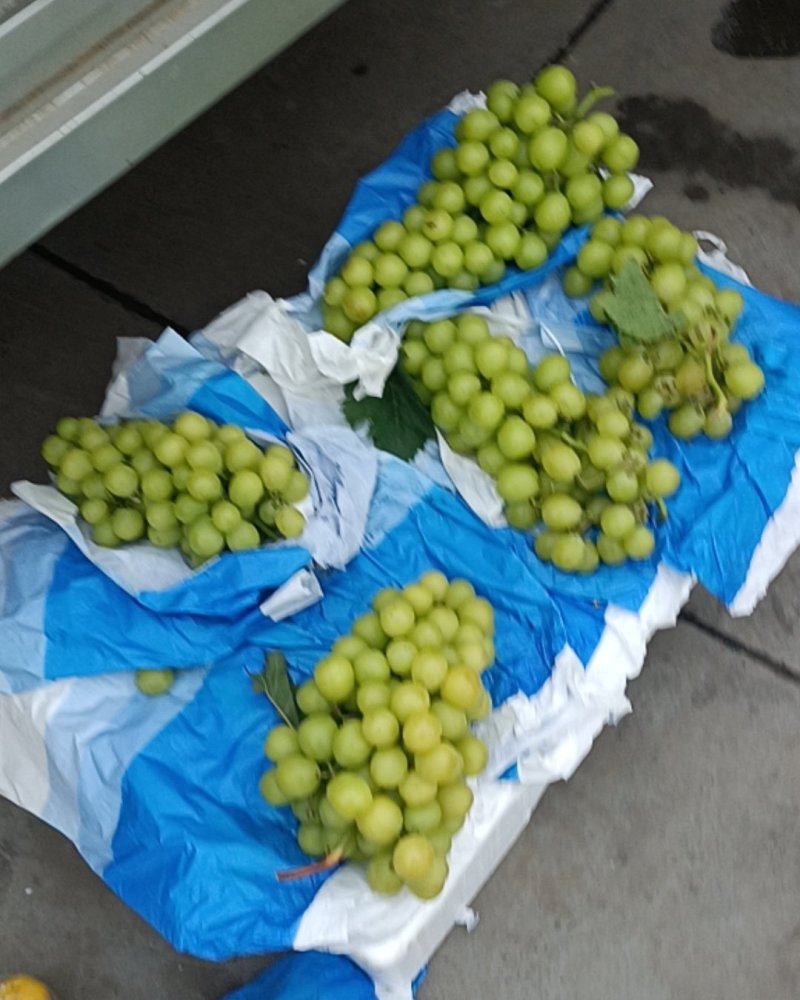 青提红提