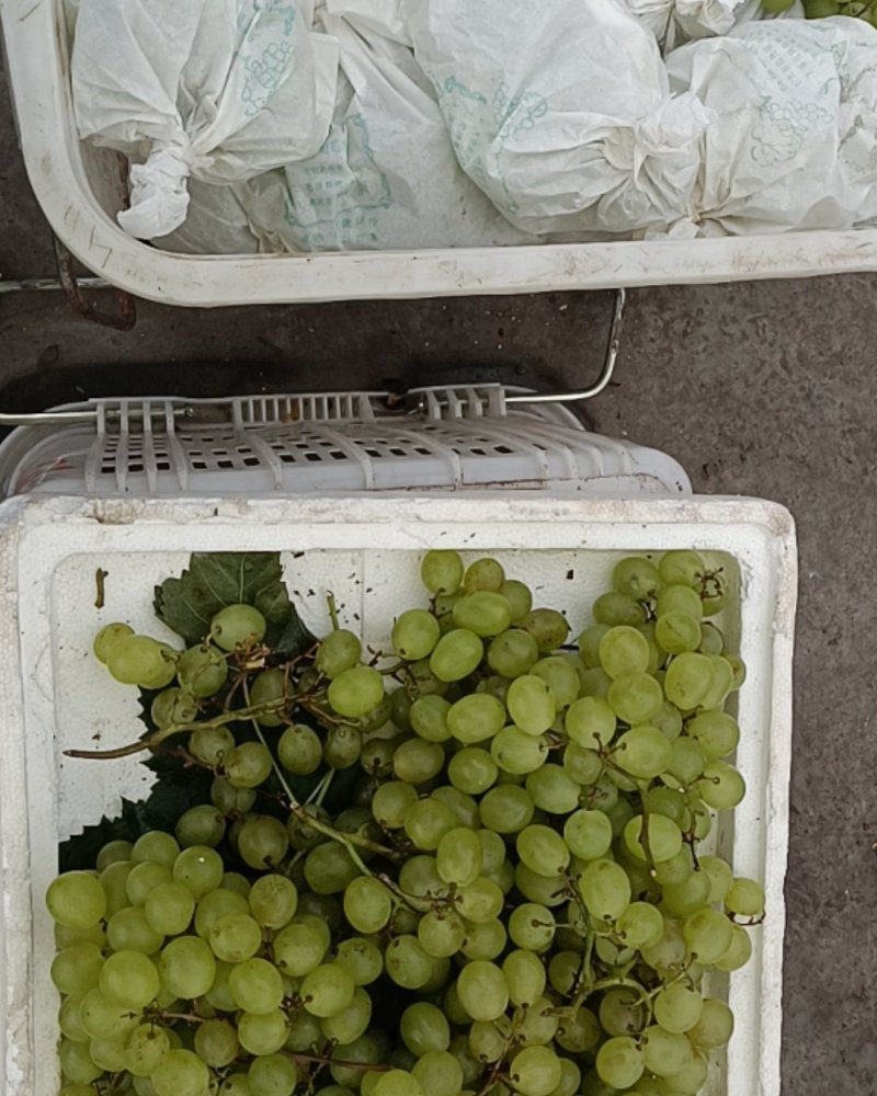 青提红提