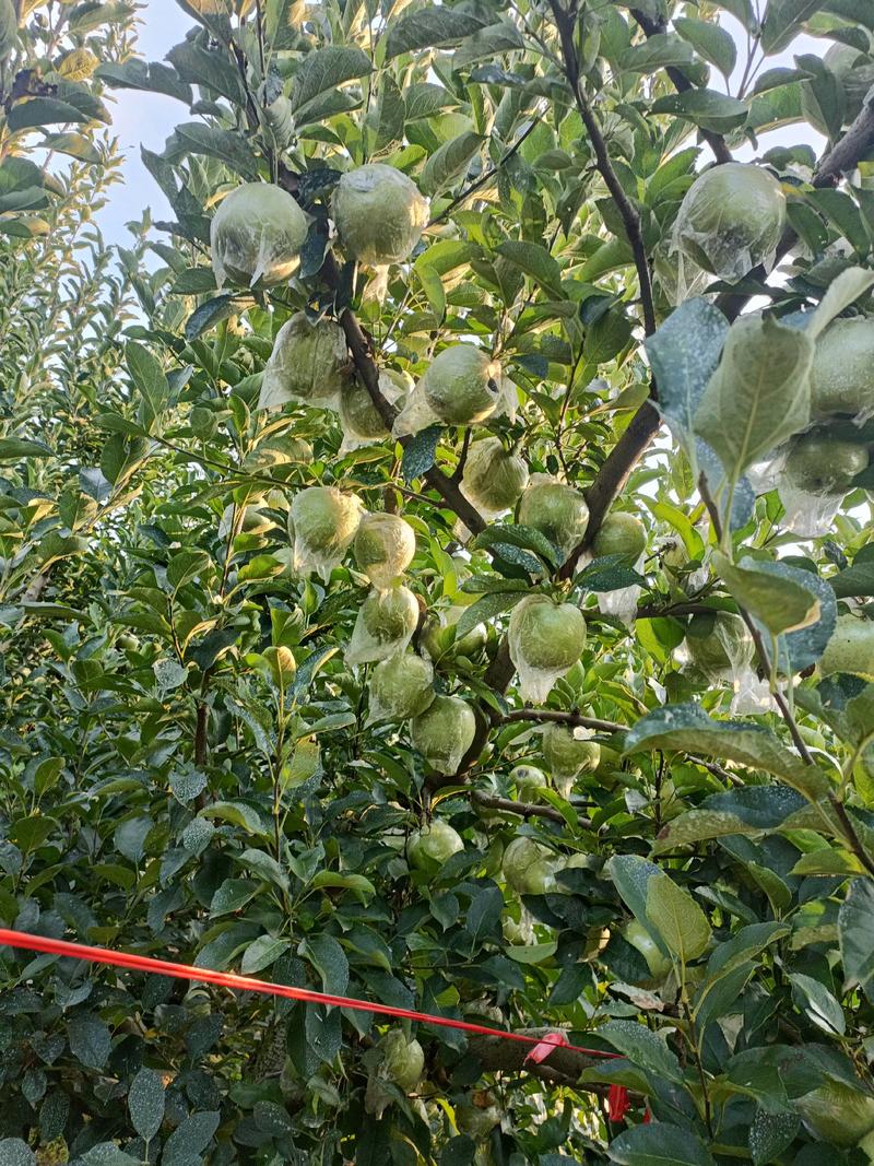 山东苹果精品王林苹果可零售可批发产地直发欢迎电联