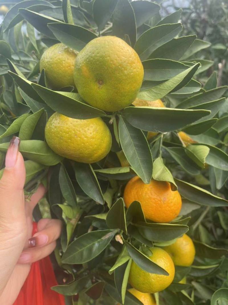 棉橘，南丰橘，