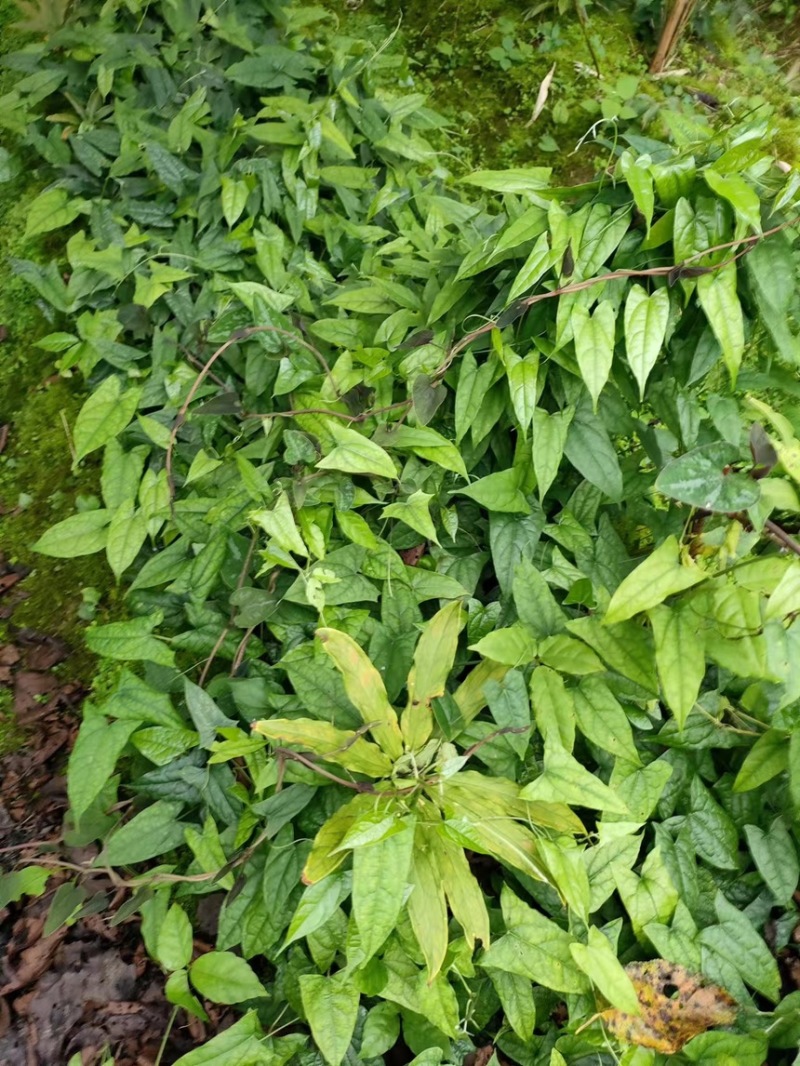 地苦胆苗，一级苗，上市中，需要的来议价