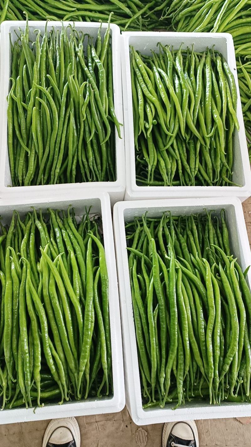 【推荐】线椒78号线椒辣椒二荆条线椒产地直发代发全国