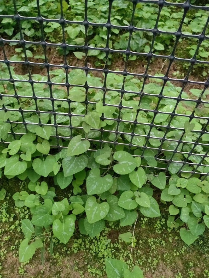 朱砂少苗莲，5月份上市中，预售商品，定金预售中