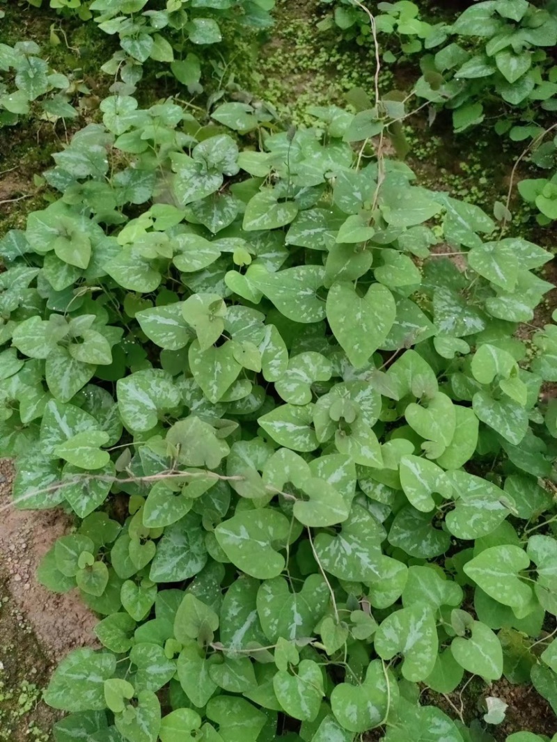 朱砂少苗莲，5月份上市中，预售商品，定金预售中