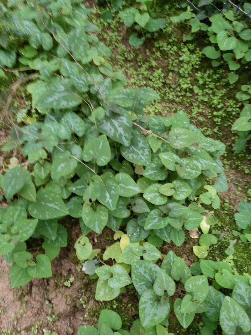 朱砂少苗莲，5月份上市中，预售商品，定金预售中