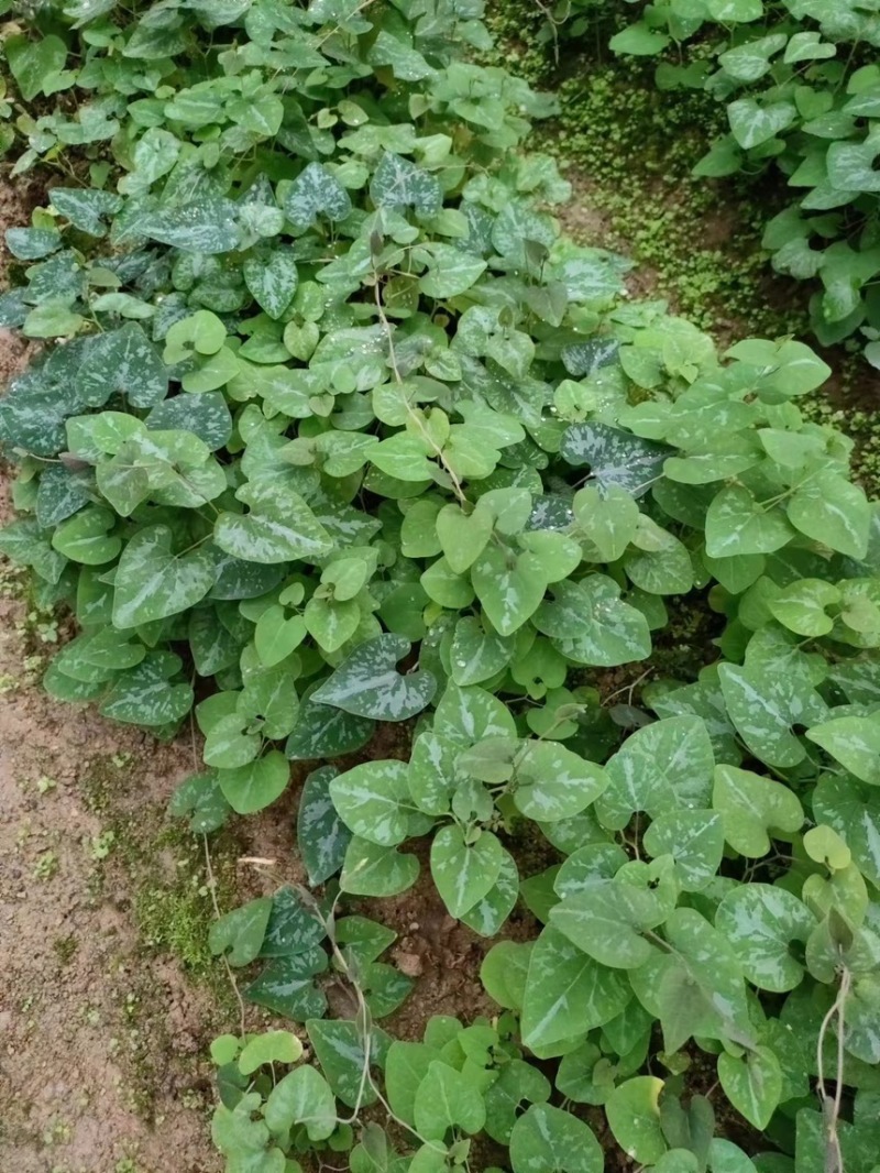 朱砂少苗莲，5月份上市中，预售商品，定金预售中
