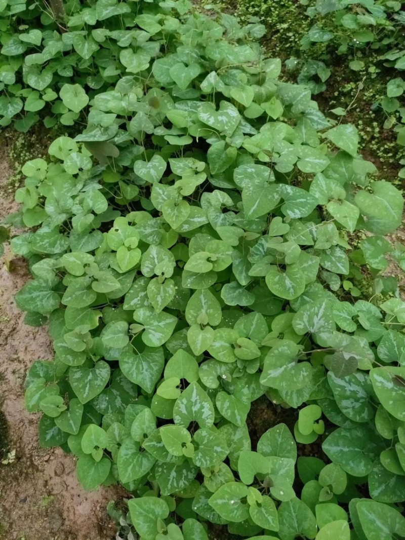 朱砂少苗莲，5月份上市中，预售商品，定金预售中