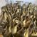 麻鸭产蛋王一年产蛋多达三百多个头大大品种