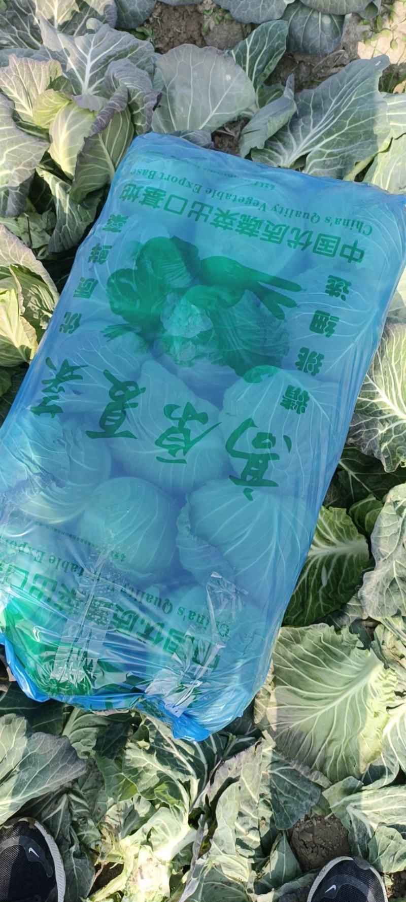 圆包菜甘蓝支持网套装裸包装蛇皮袋包装中甘甘蓝