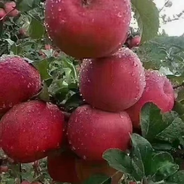 丽江宁蒗糖心苹果（场地直供）保证质量，可视频，专业代办。