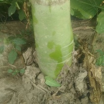 自家农场种的罗卜大量出售